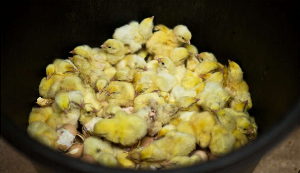 kippenleed voor eieren – Red een