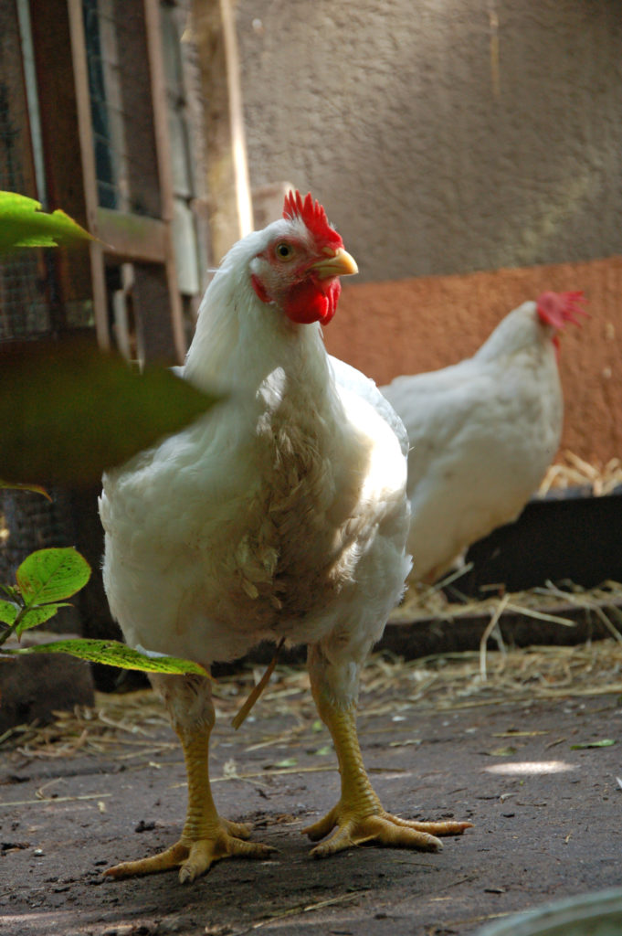 Zeeziekte Koel functie Kippen benodigdheden - Wat heb je nodig om kippen te houden?