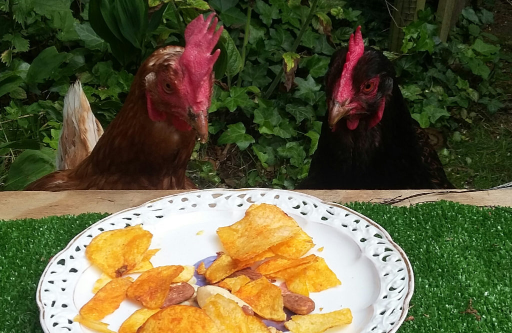 Kippen benodigdheden - Wat heb om kippen te houden?